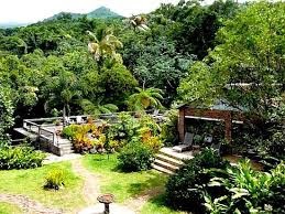 Rainforest Inn