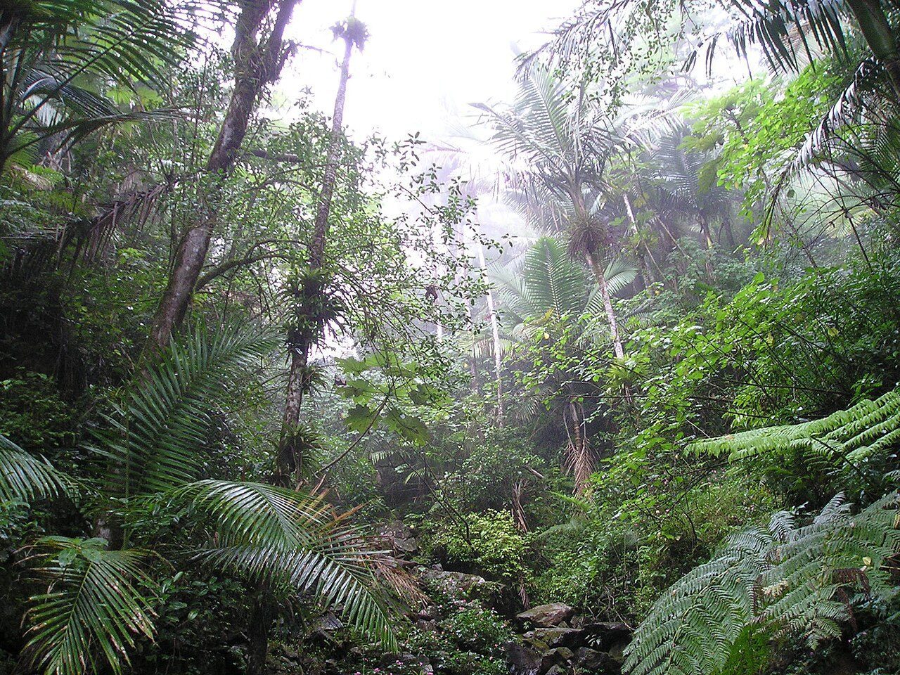 Puerto Rican moist forests
