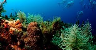 Snorkeling - Cerro Gordo