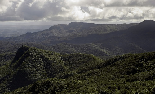 Selva El Toro