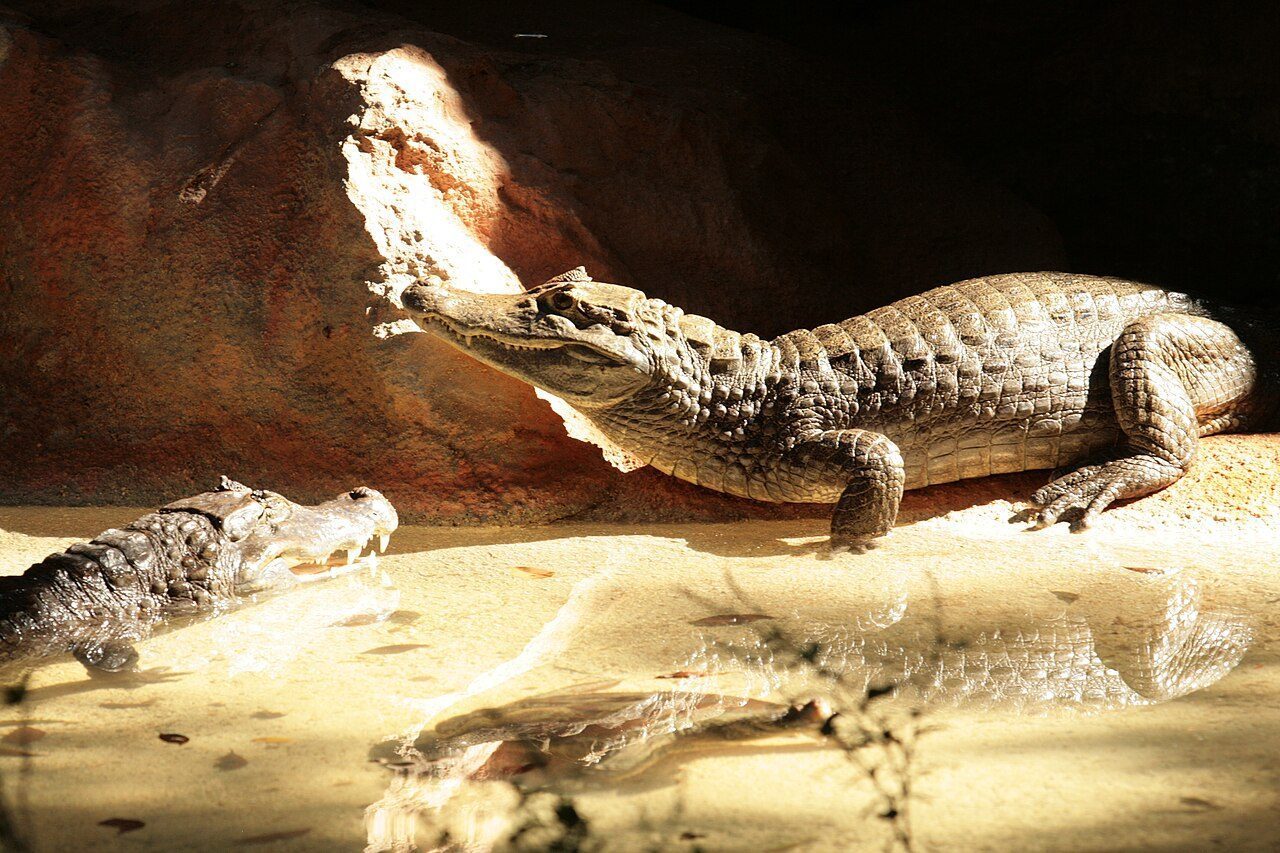 Zoológico de Mayagüez