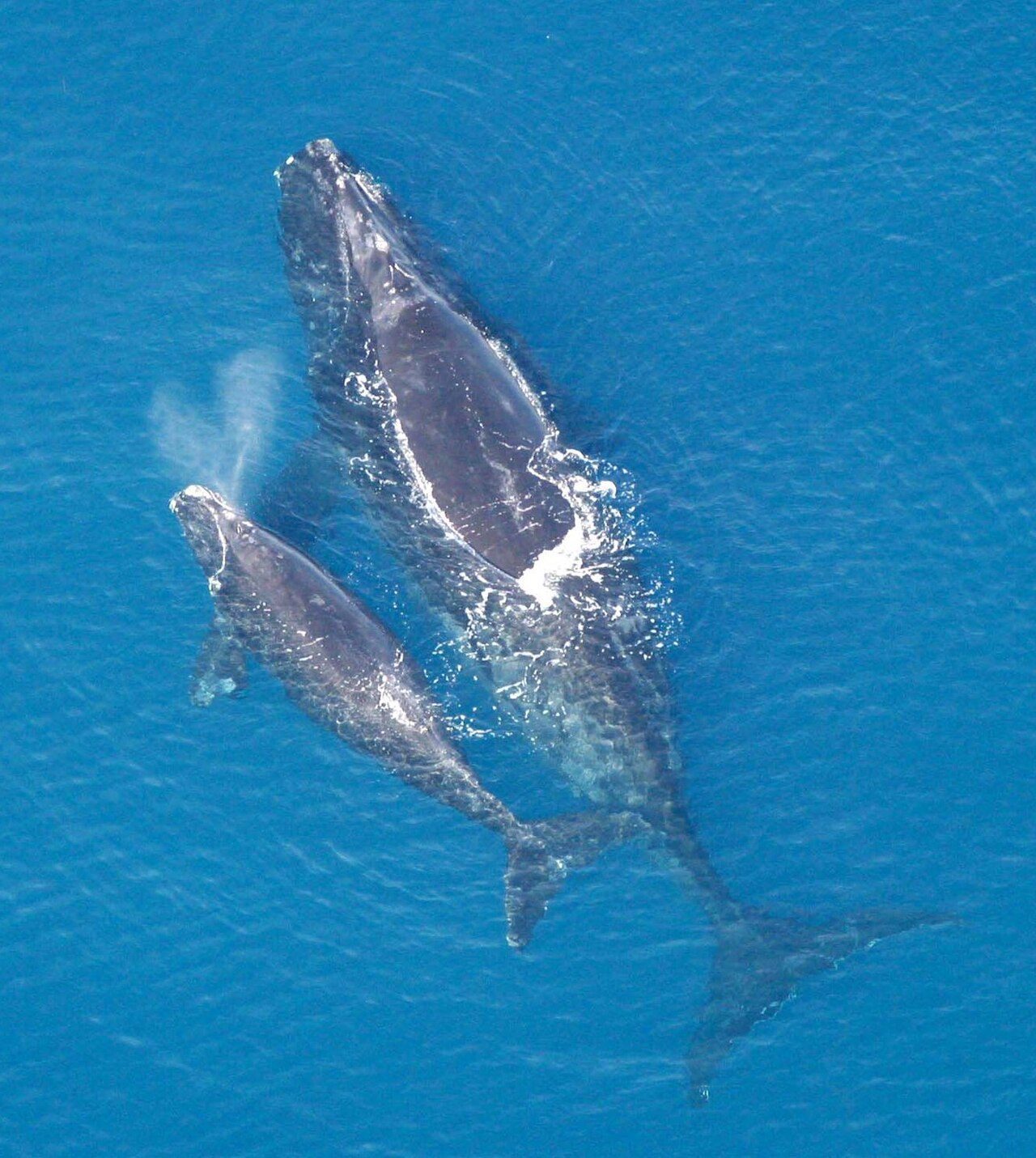 Ballena