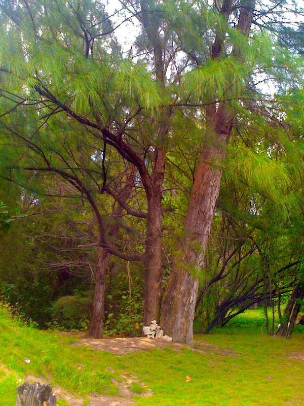 Piñones State Forest