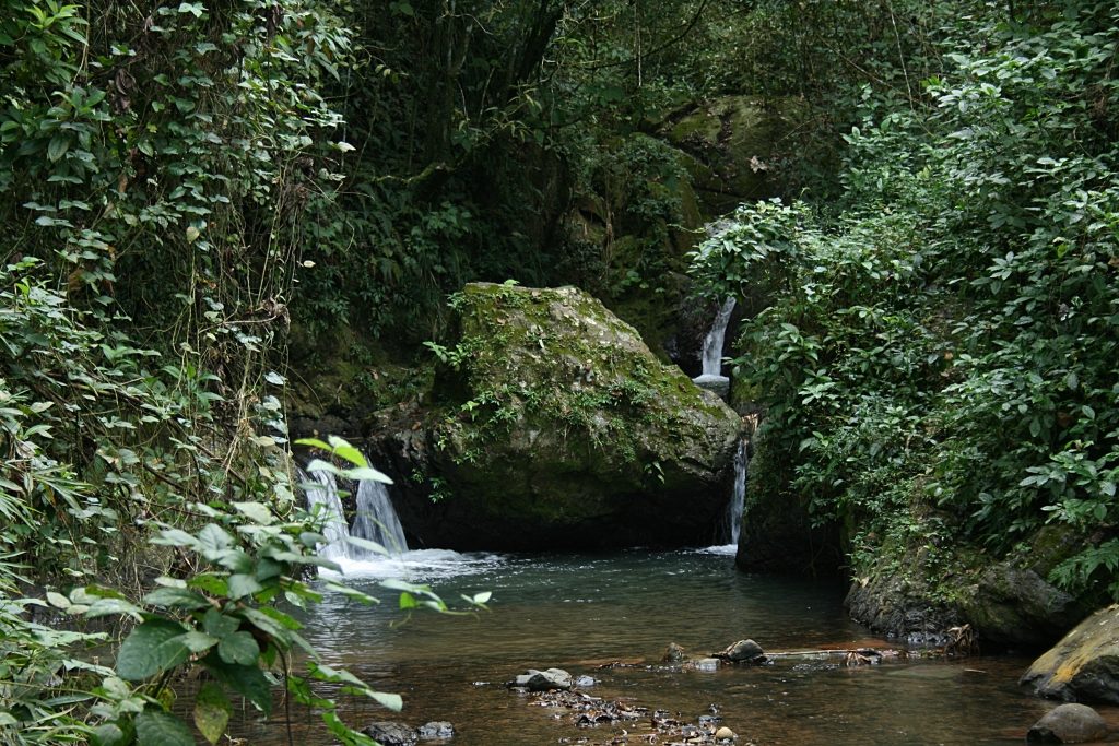 Bosque estatal de Maricao
