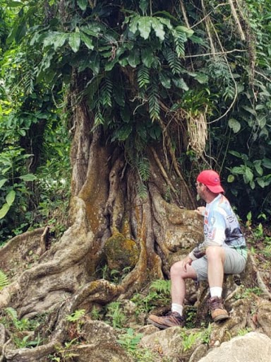 Arbol Corazon