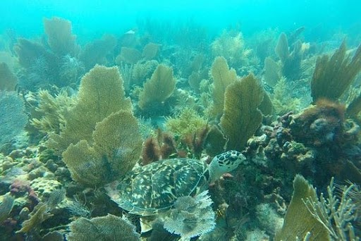 Snorkeling - Steps