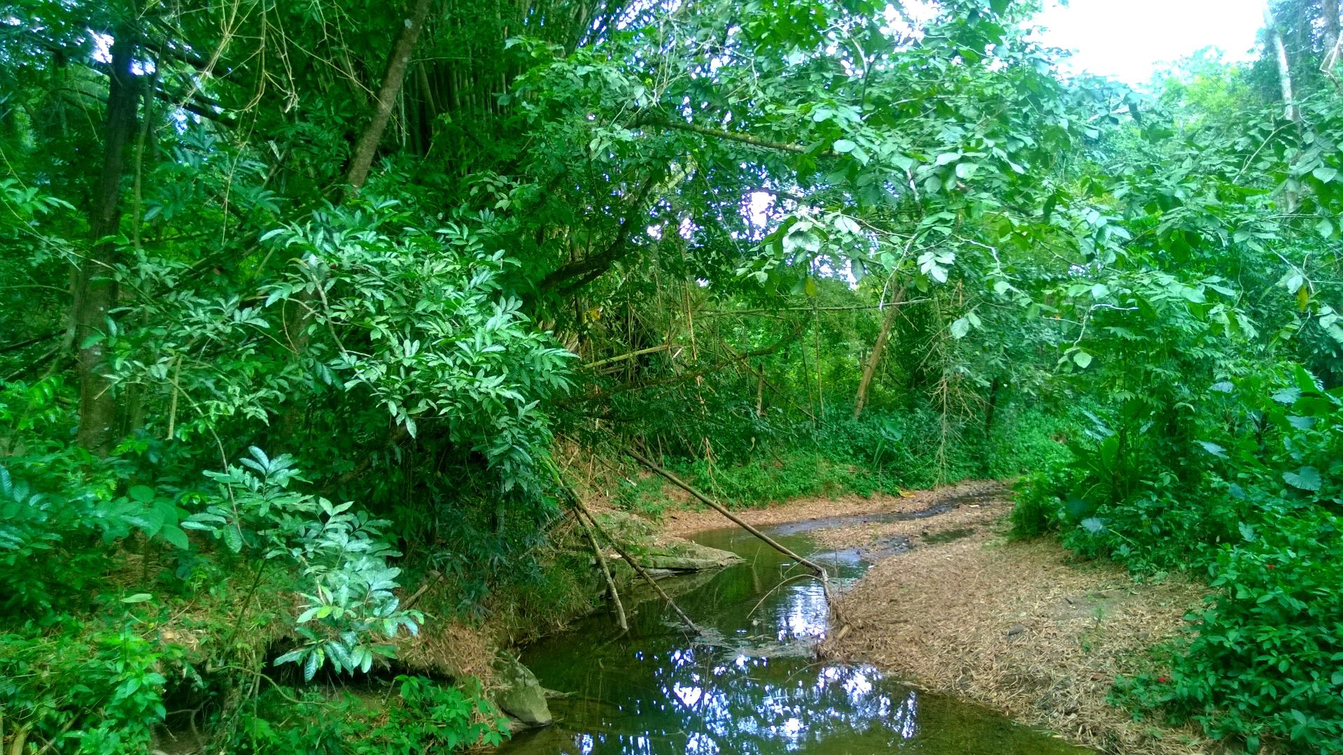 Río Dos Bocas