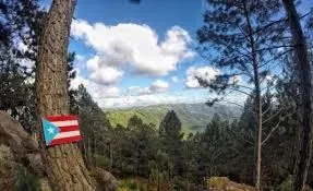 Bandera Bosque de Pinos