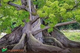 Ceiba Centenaria
