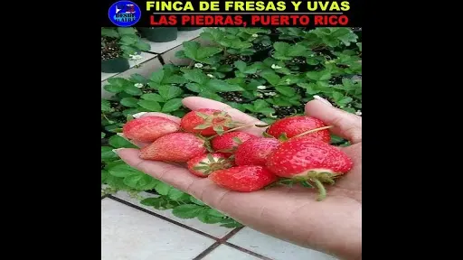 Finca de Fresas