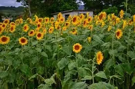 Finca Girasoles De Rustica