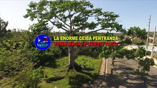 La Ceiba