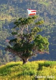 Palo Mango Centenario Orocovis