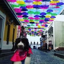 Sombrillas Calle Fortaleza