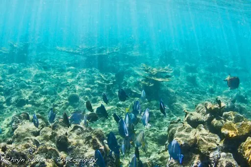 Snorkeling - Crash Boat